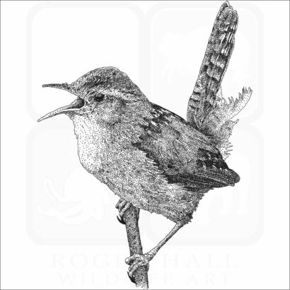 Marsh Wren