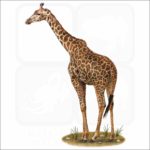 Masai Giraffe illustration