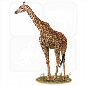 Masai Giraffe illustration