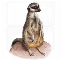 Meerkat illustration