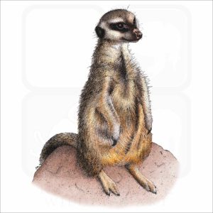 Meerkat illustration