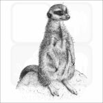 Meerkat