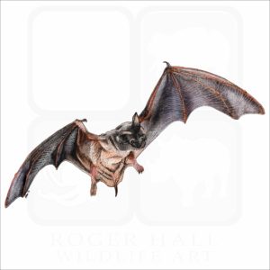 Mexican or Brazilian Free-Tailed Bat illustration