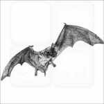 Mexican or Brazilian Free-Tailed Bat
