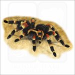 Mexican Red-Kneed Tarantula illustration