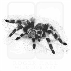 Mexican Red-Kneed Tarantula