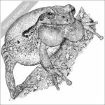 Mexican Tree Frog