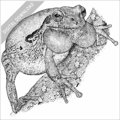 Mexican Tree Frog