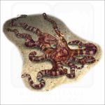 Mimic Octopus illustration