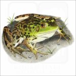 Mink Frog illustration