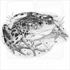 Mink Frog
