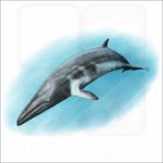 Minke Whale illustration