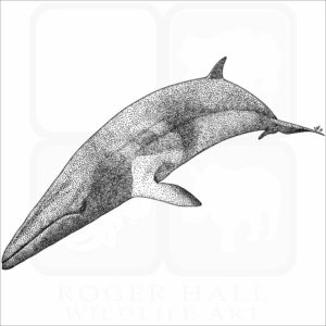 Minke Whale