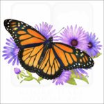 Monarch Butterfly illustration