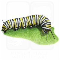 Monarch Butterfly Caterpillar illustration