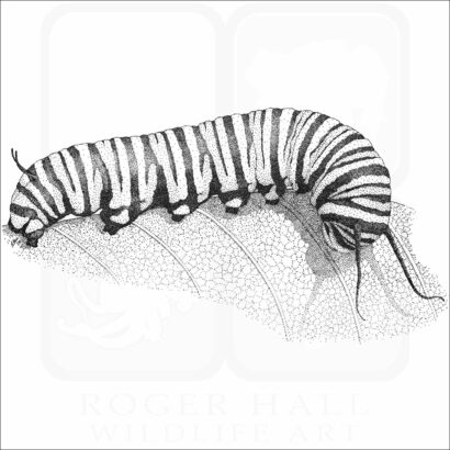 Monarch Butterfly Caterpillar