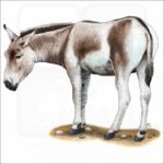 Mongolian Wild Ass or Khulan illustration
