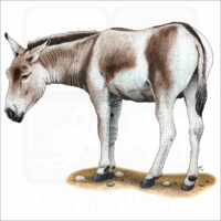 Mongolian Wild Ass or Khulan illustration