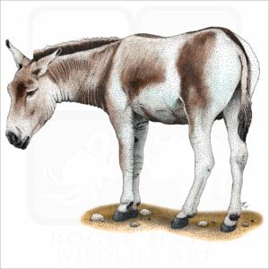 Mongolian Wild Ass or Khulan illustration