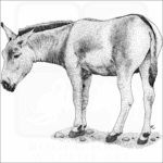 Mongolian Wild Ass or khulan