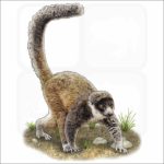 Mongoose Lemur illustration