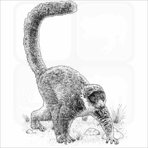Mongoose Lemur