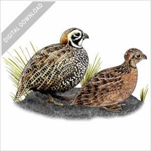 Montezuma Quail stock image