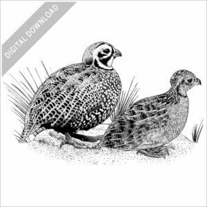 Montezuma Quail
