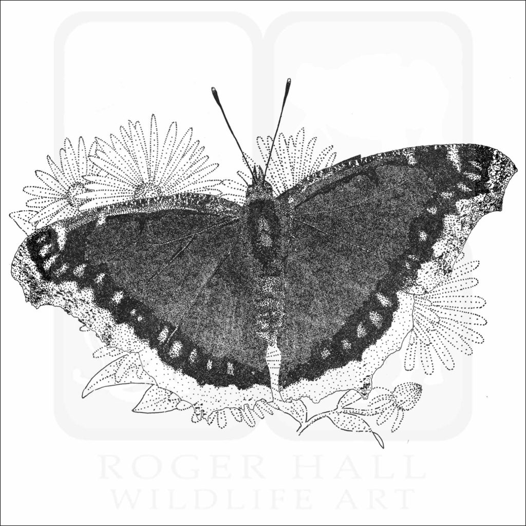 Mourning Cloak Butterfly - Signed Fine Art Print – inkart
