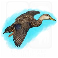 Mottled Duck illustration