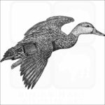 Mottled Duck
