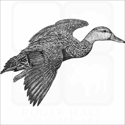 Mottled Duck