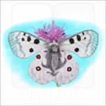Mountain Apollo Butterfly illustration
