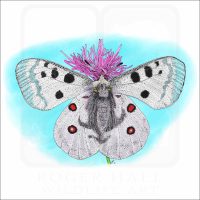Mountain Apollo Butterfly illustration
