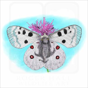 Mountain Apollo Butterfly illustration