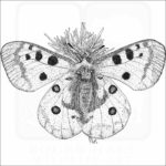 Mountain Apollo Butterfly