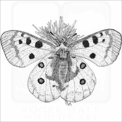 Mountain Apollo Butterfly
