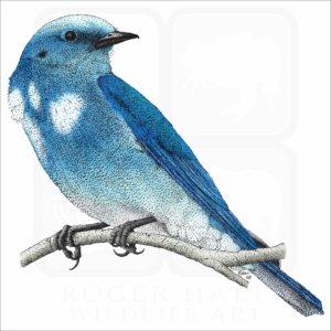Mountain Bluebird illustration