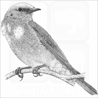 Mountain Bluebird