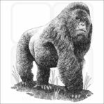 Mountain Gorilla