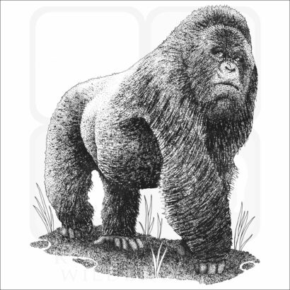 Mountain Gorilla