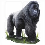 Mountain Gorilla illustration