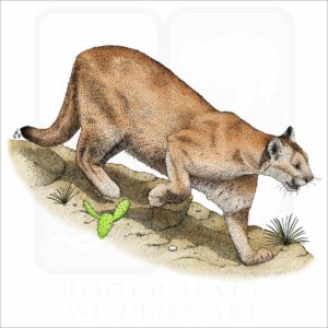Mountain Lion illustration
