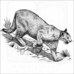 Mountain Lion