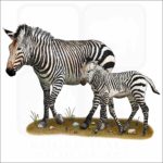 Mountain Zebra and young illustration