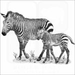 Mountain Zebra and young