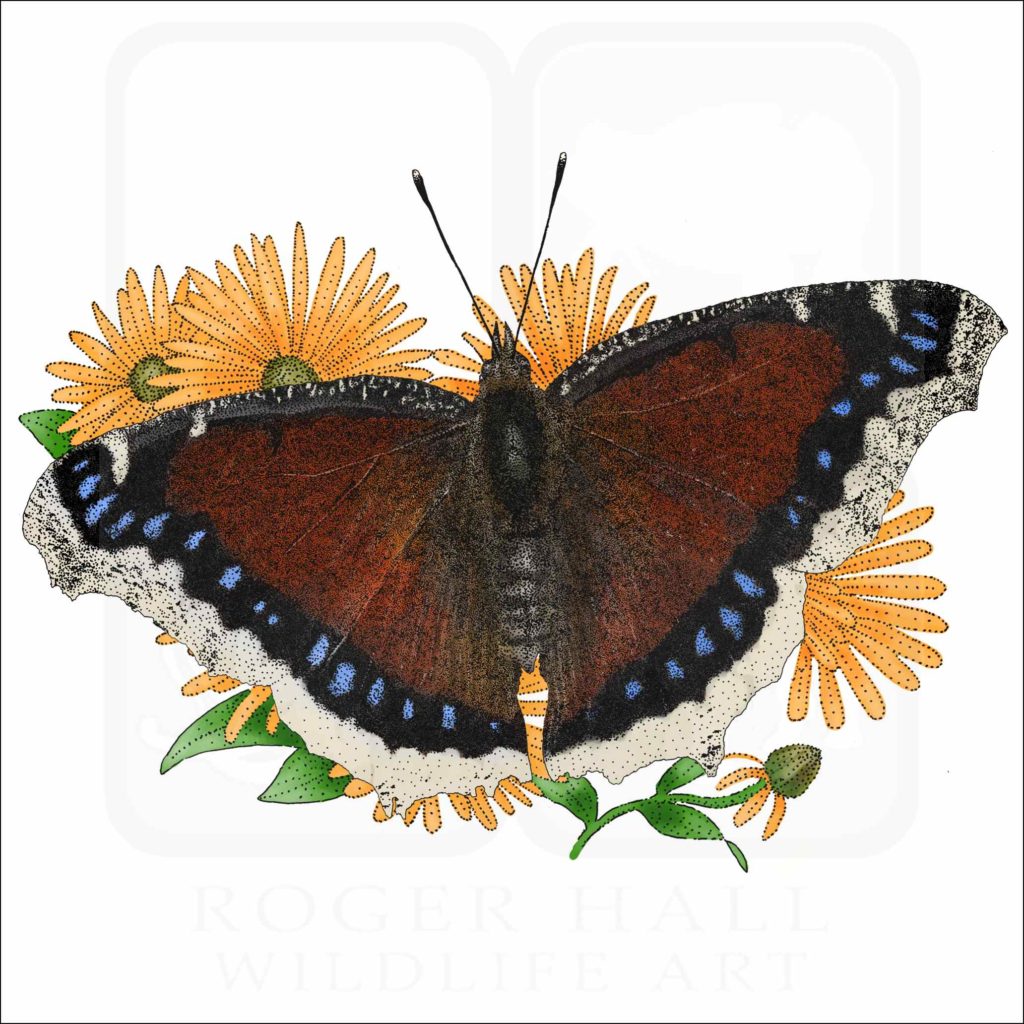 Mourning Cloak Butterfly - Signed Fine Art Print - inkart