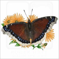 Mourning Cloak Butterfly illustration