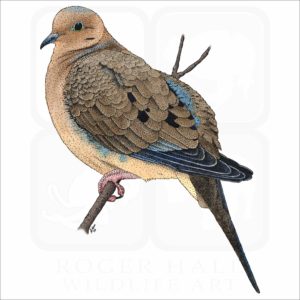 Mourning Dove illustration