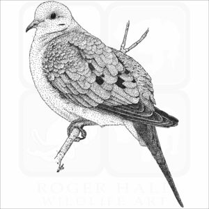 Mourning Dove